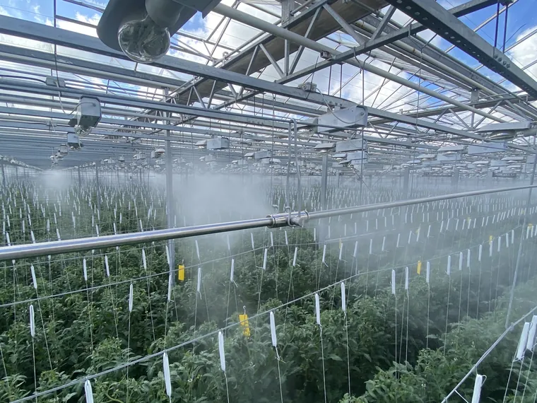 High-pressure fog humidification over tomato crop in a greenhouse