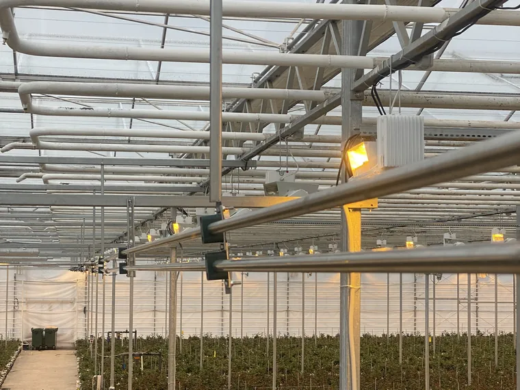 Fog lines under the greenhouse roof