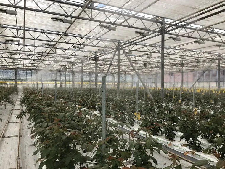 Fog humidification lines over a rose crop in a commercial greenhouse